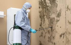 Best Basement Mold Removal  in Wyomissing, PA